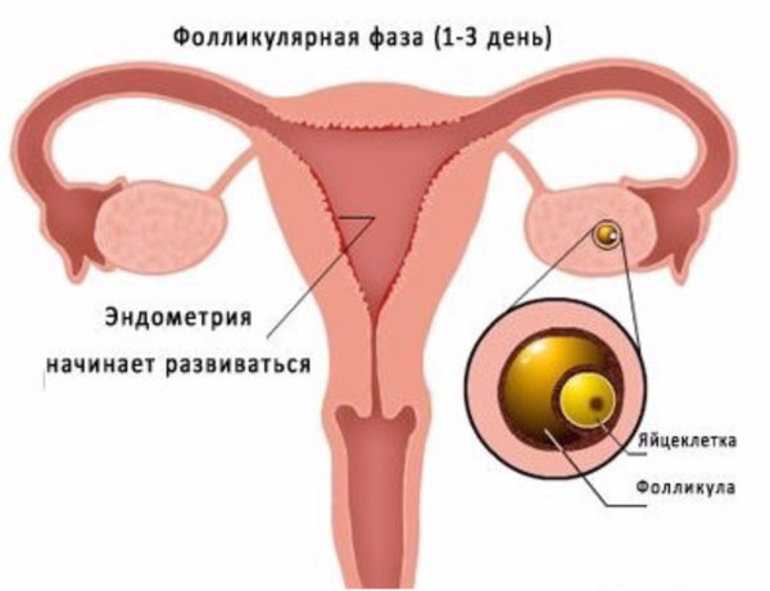 Строение женских органов