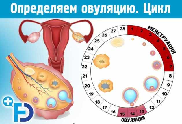 Овуляция в картинках