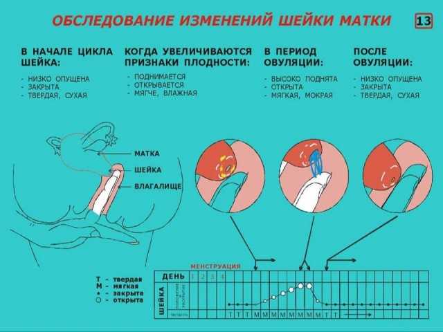 Шейка матки перед месячными на ощупь пальцем какая должна быть фото