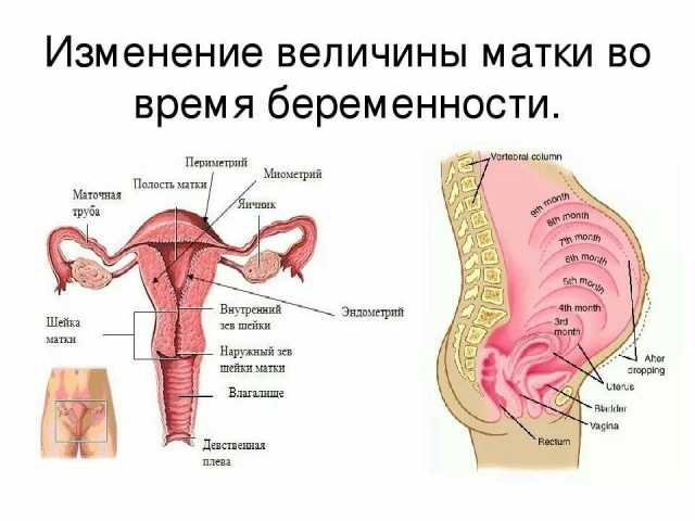 что значит матка расположена высоко. Смотреть фото что значит матка расположена высоко. Смотреть картинку что значит матка расположена высоко. Картинка про что значит матка расположена высоко. Фото что значит матка расположена высоко