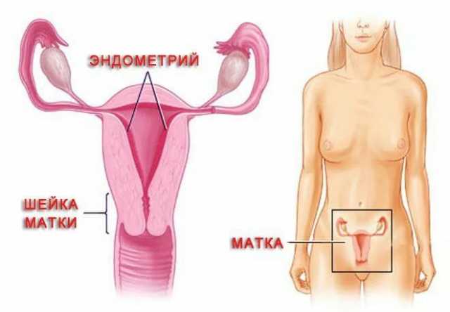 что значит матка расположена высоко. Смотреть фото что значит матка расположена высоко. Смотреть картинку что значит матка расположена высоко. Картинка про что значит матка расположена высоко. Фото что значит матка расположена высоко