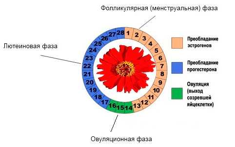 На какой день цикла делать узи малого таза | Центр медицины плода