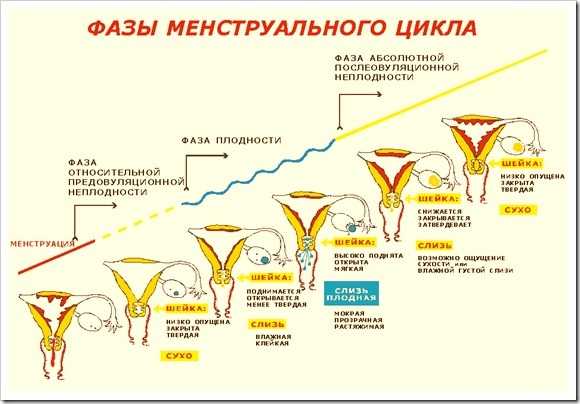 МЕНСТРУАЛЬНЫЙ ЦИКЛ — Гинекологический кабинет О.В. Кичигина — Сигма-Мед Калининград.