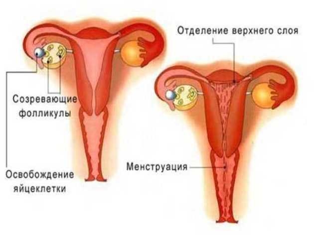 Нарушение менструального цикла
