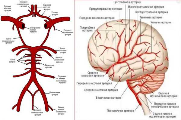 Виллизиев круг и расположение средней мозговой артерии