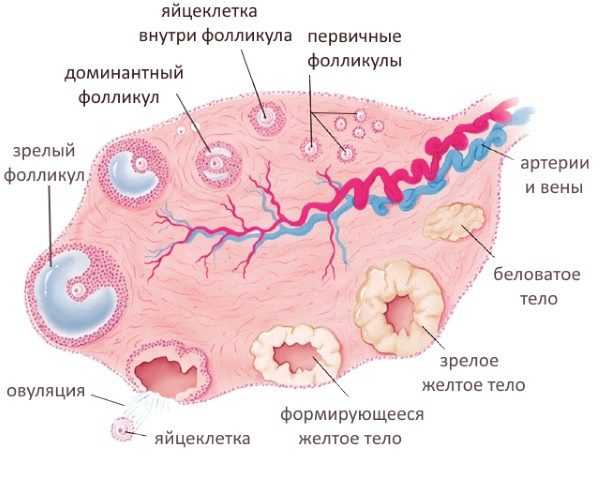 Внутренняя структура яичника