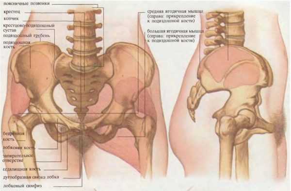 анатомия костей женского таза
