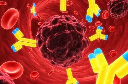 Антиспермальные антитела атакуют сперматозоиды