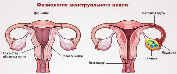 Физиология менструального цикла: схема