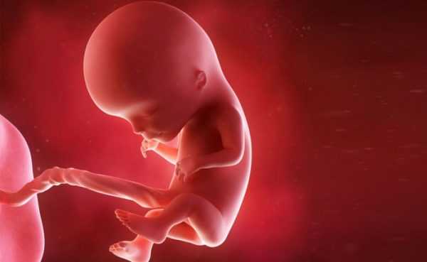 Эмбрион на 12 неделе беременности