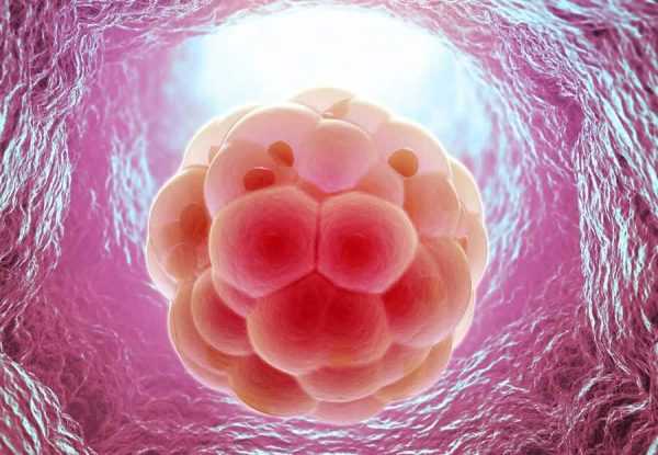 Зародыш, состоящий из нескольких клеток