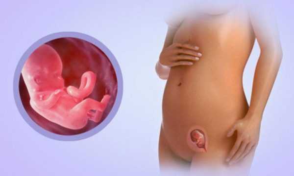 Эмбрион в первом триместре беременности