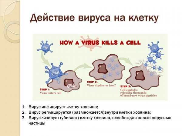 Схематическое объяснение воздействия вируса при проникновении в клетку