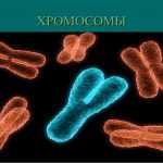 Хромосомы