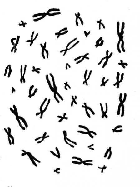 хромосомы на схеме в беспорядке