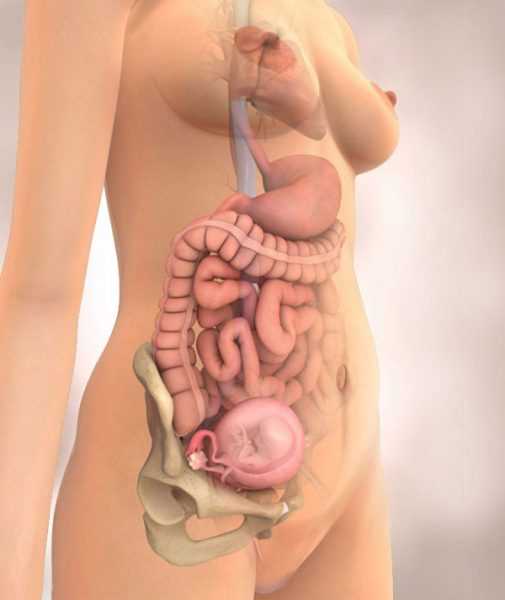 Изображение внутренних органов и матки на 16-й неделе беременности