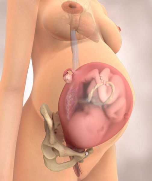 Изображение внутренних органов и плода в организме беременной