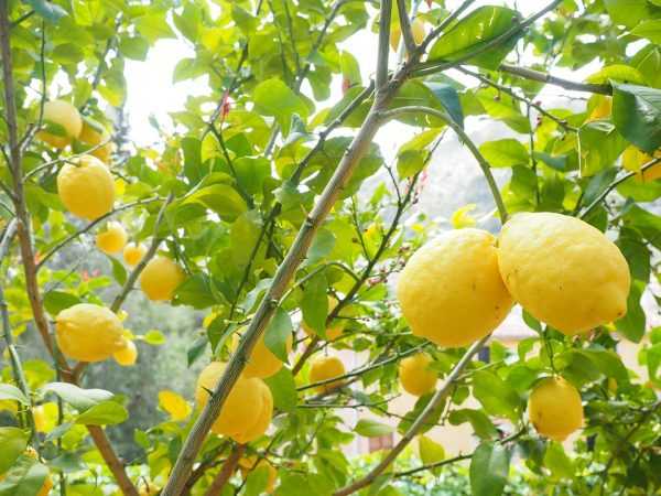 лимонное дерево с плодами