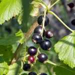 Листья и плоды чёрной смородины