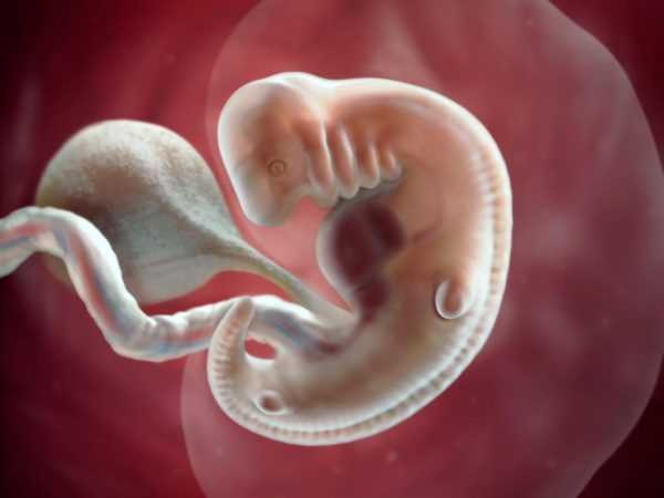На фото эмбрион срока гестации 6 недель