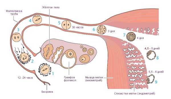 Путь яйцеклетки по маточной трубе и имплантация