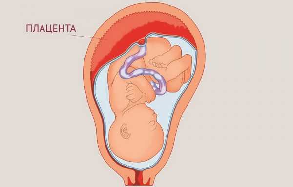 Плацента беременной