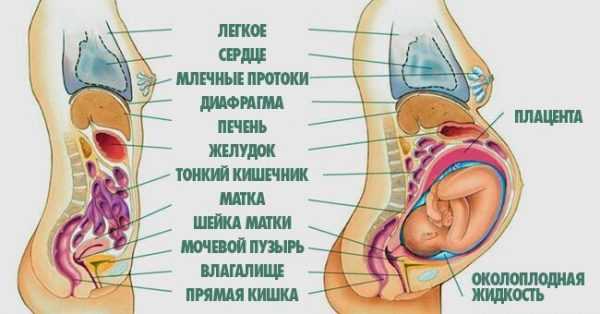 Положение внутренних органов живота и грудной клетки до и во время беременности