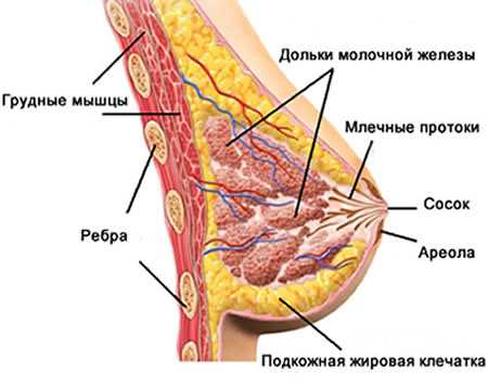 Схема строения женской груди