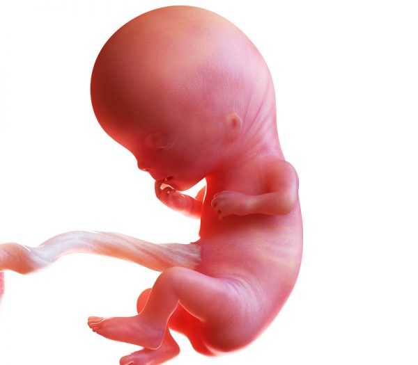 Виртуальное изображение плода на 11 неделе беременности