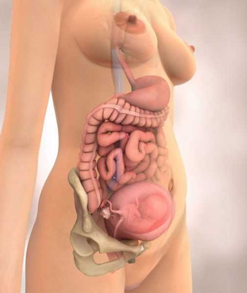 Внутренние органы беременной женщины