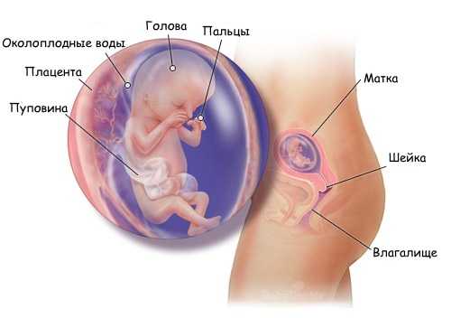 Схема расположения ребёнка в утробе матери на 13-й неделе беременности