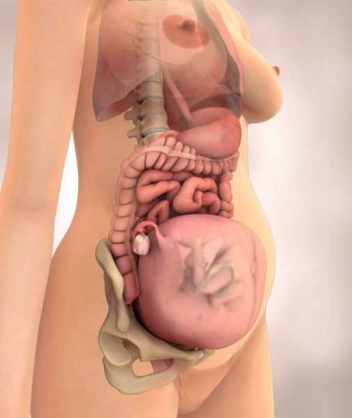 Виртуальное изображение внутренних органов и матки в организме женщины