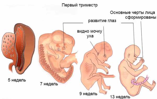 Развитие ребёнка в первом триместре беременности