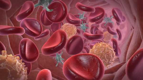Тромбоциты в составе крови