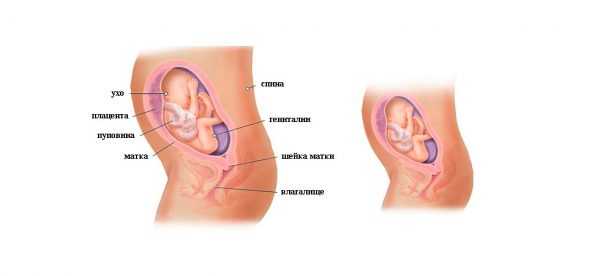 Изображение малыша в утробе на 25-й неделе