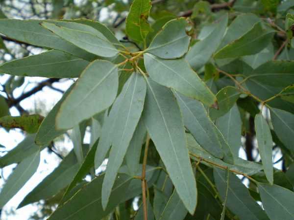 листья эвкалипта