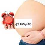 Беременная с большим животом держит будильник, на животе надпись «42 недели»