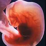 Развитие эмбриона на 4-й неделе