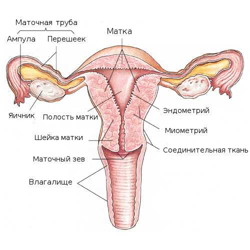 Репродуктивная система женщины: схема