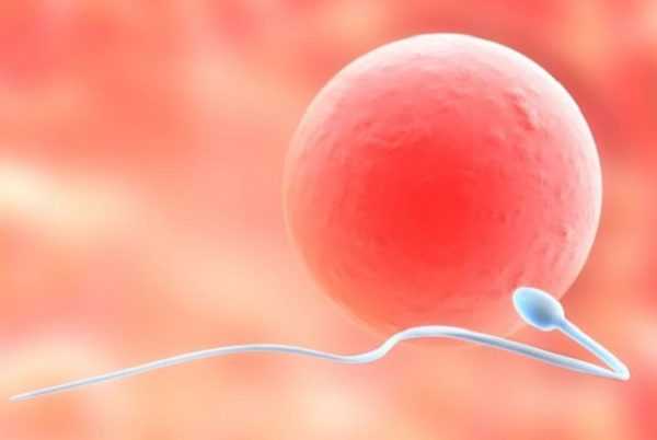 Сперматозоид направляется к яйцеклетке