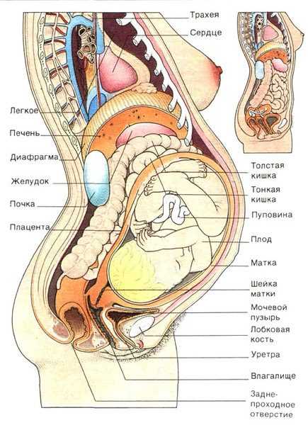 Увеличенная матка с плодом и другие внутренние органы женщины на рисунке
