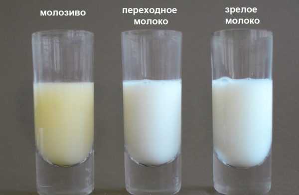 Внешний вид молозива, переходного и зрелого молока